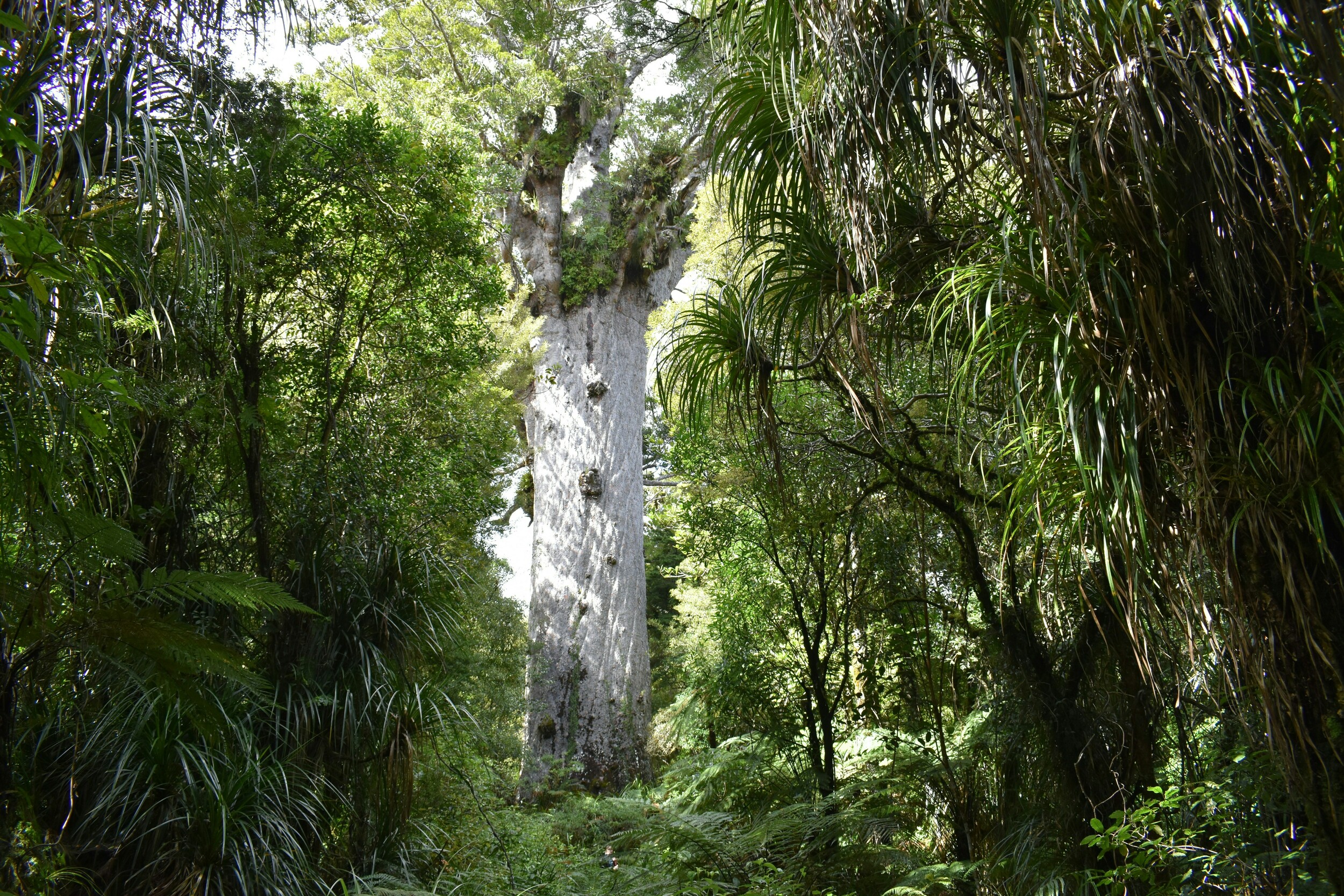 Haumanu - restorative systems change