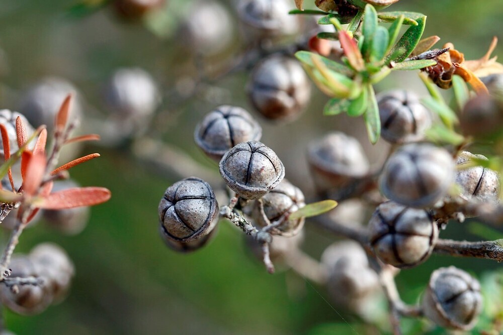 Close-up of tree seeds surrounded by red and green leaves.